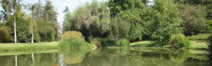 fullerton arboretum lake